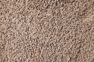 Le malt, ingrédient clef de la bière artisanale
