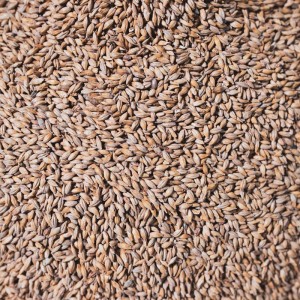 Les malts utilisés pour le brassage de la Vivat Tripel