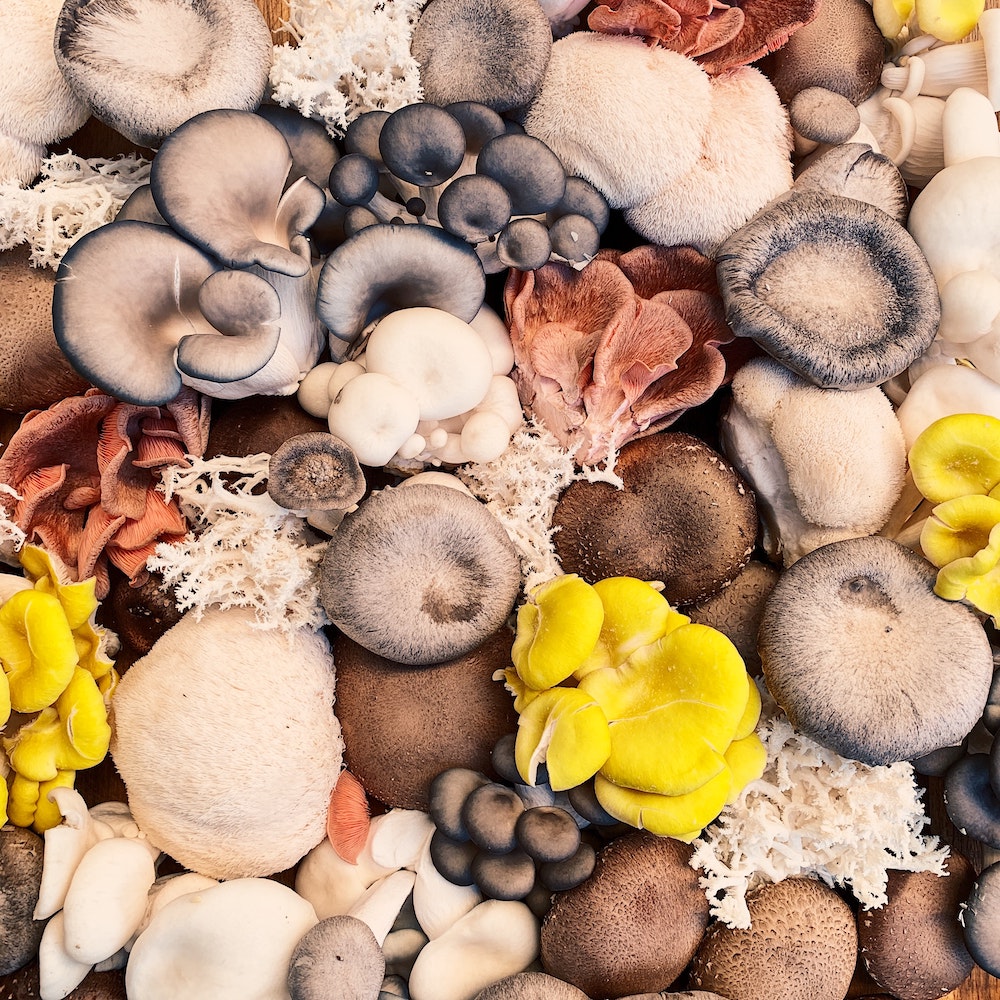 bière aux champignons